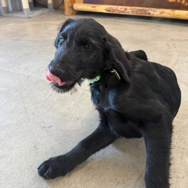 A young medium-sized male Black Poodle dog named Nicholas for adoption in Spanish Fork, UT