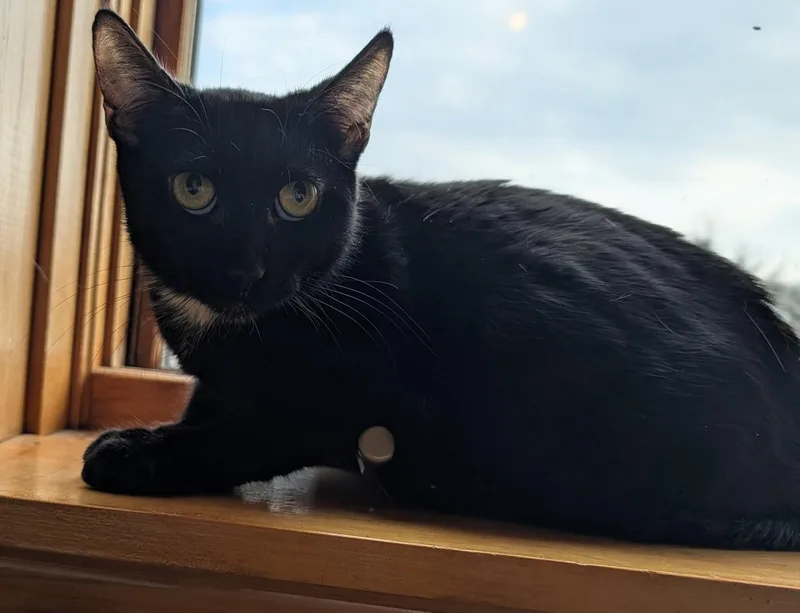 An adult medium-sized female Black Domestic Short Hair cat named Mystic for adoption in Avon, NY
