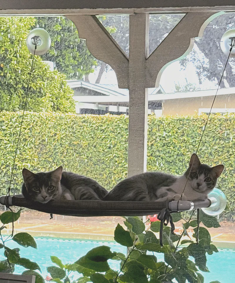 Juba And Maximus thumbnail 2