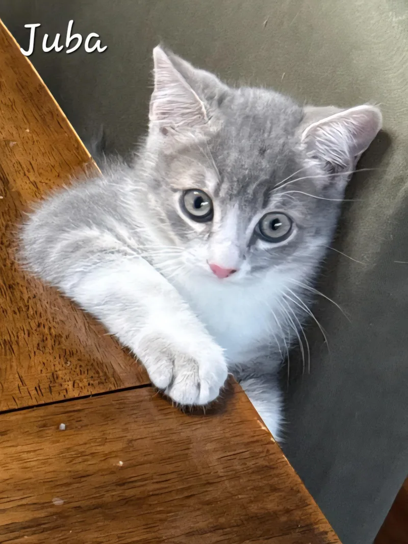 Juba And Maximus thumbnail 3