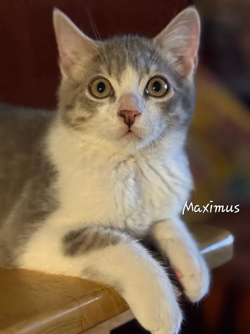 Juba And Maximus thumbnail 4