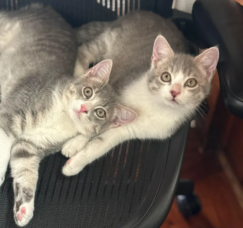 Juba And Maximus thumbnail 5