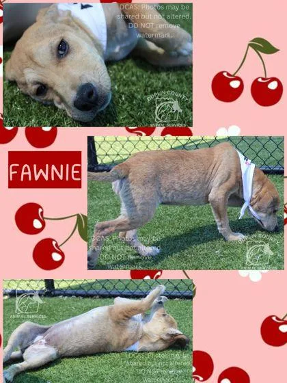 A baby medium-sized female American Staffordshire Terrier dog named Fawnie for adoption in Kenansville, NC