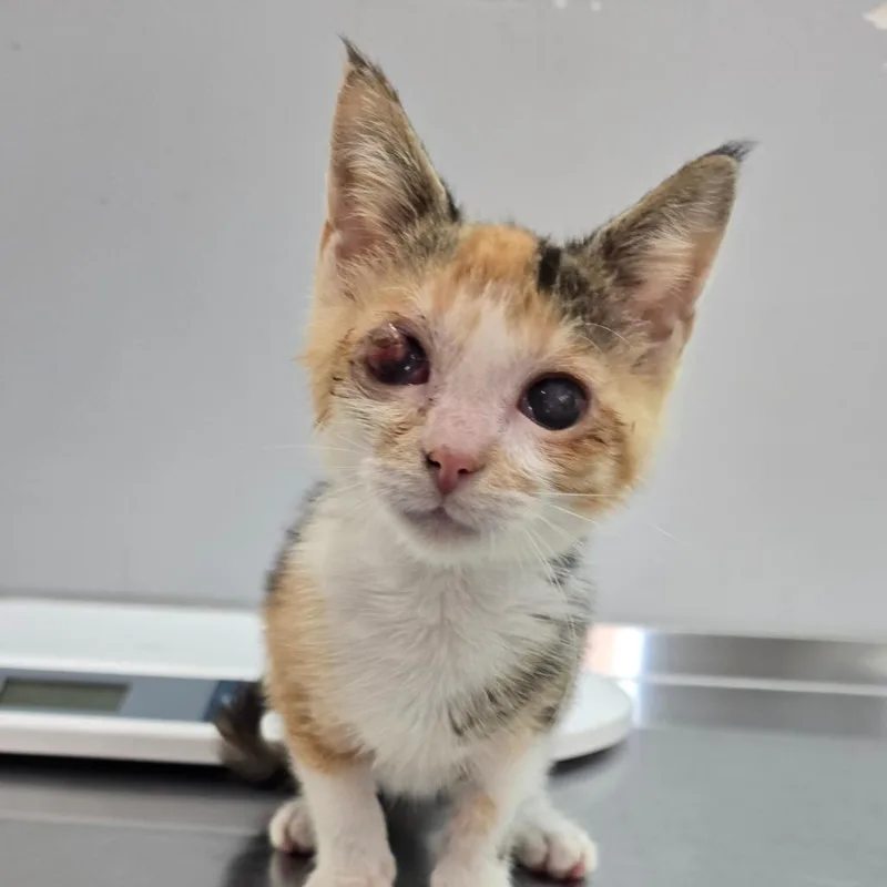 A baby small-sized female Torbie Domestic Medium Hair cat named Tsunami for adoption in Fairmont, WV