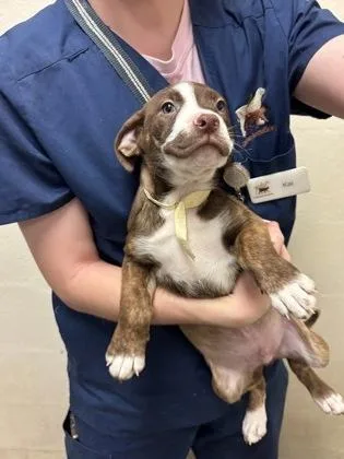 A baby small-sized male American Staffordshire Terrier dog named a Fuzzy Lumpkins for adoption in North Charleston, SC