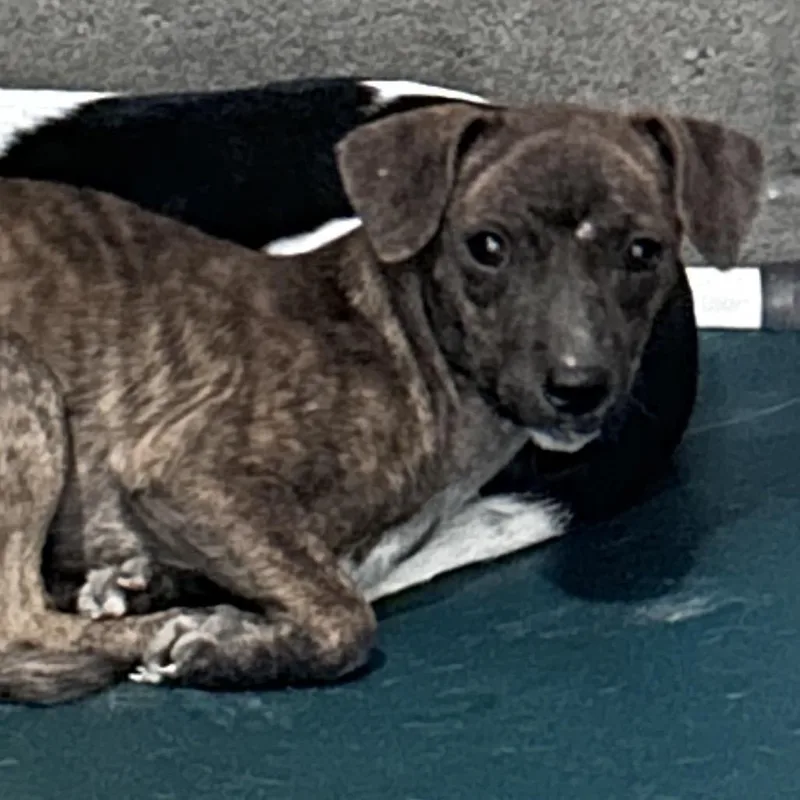 A young small-sized female Brindle Terrier dog named Mantis for adoption in Yuma, AZ