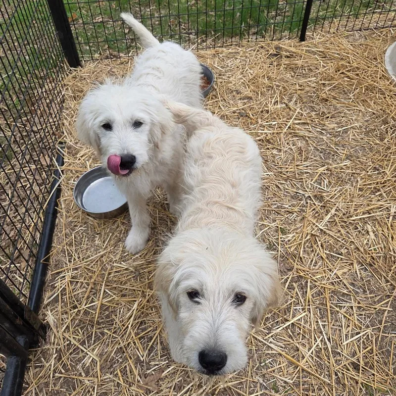A baby large-sized male White / Cream Great Pyrenees dog named Yeti for adoption in Breese, IL