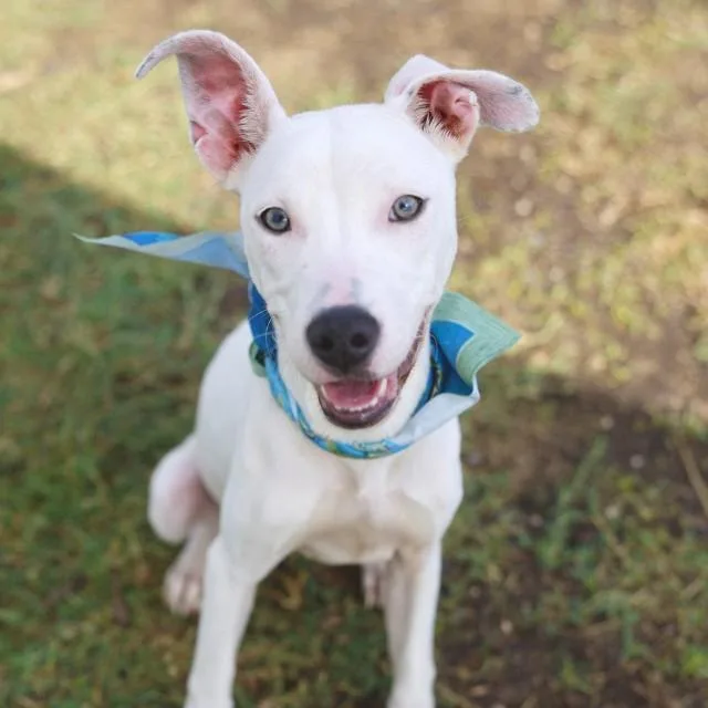 A young medium-sized female Plott Hound dog named Lady for adoption in San Antonio, TX