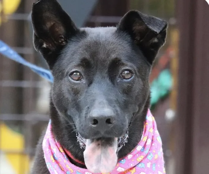 An adult medium-sized female Mountain Dog dog named Jinny for adoption in San Ramon, CA