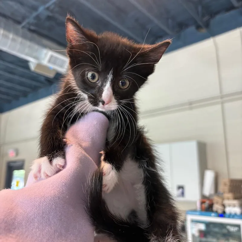 A baby small-sized female Black Domestic Short Hair cat named Madelyn for adoption in Huntington, WV