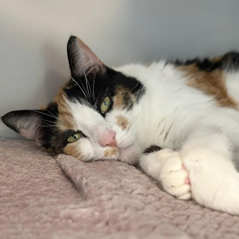 A senior large-sized female Calico Domestic Short Hair cat named Abby for adoption in Victor, NY