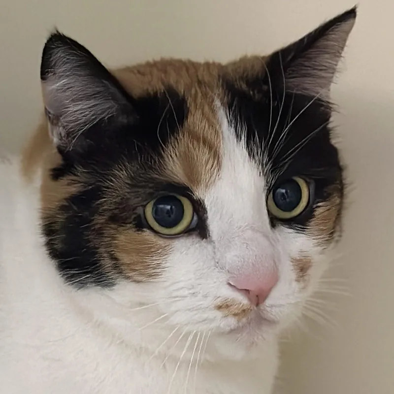 Abby thumbnail 3