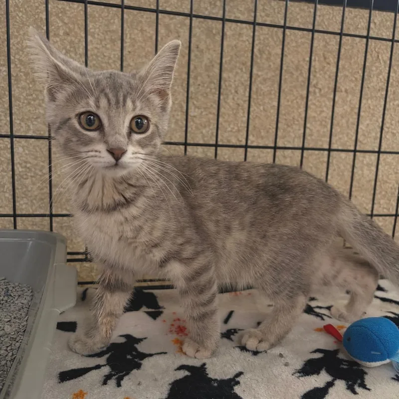 A baby small-sized female Gray / Blue / Silver Domestic Short Hair cat named Jools for adoption in Deerfield, IL