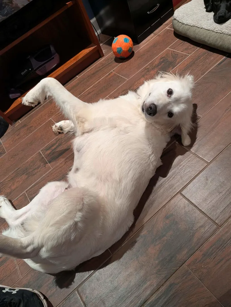 A young large-sized female White / Cream Great Pyrenees dog named Sadie AKA Say for adoption in Ocean Springs, MS