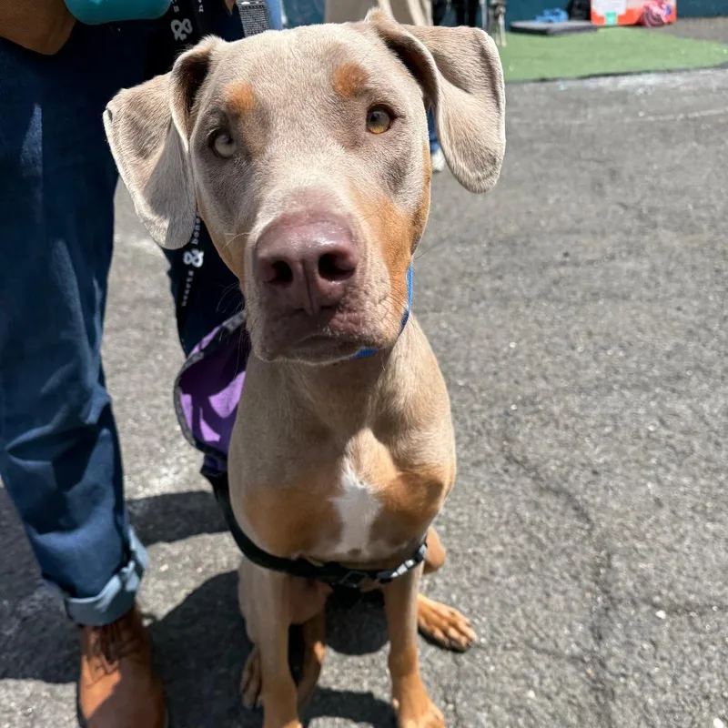 A young large-sized female Gray / Blue / Silver Doberman Pinscher dog named Agnes for adoption in Brooklyn, NY