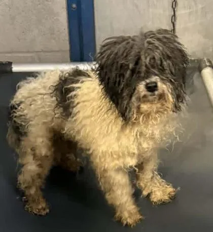 A senior medium-sized male Poodle dog named Zander for adoption in Bowling Green, KY