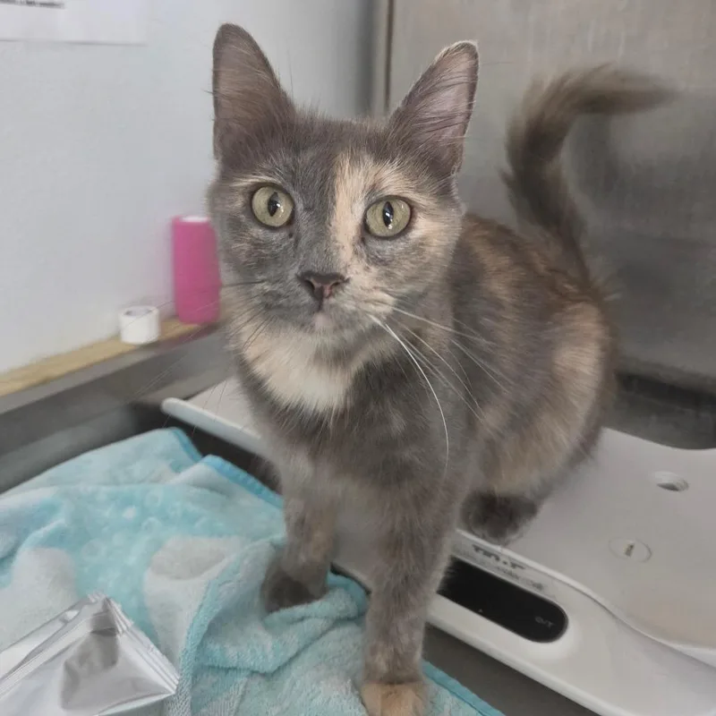 A young medium-sized female Gray / Blue / Silver Domestic Medium Hair cat named Aria for adoption in Lakeland, FL