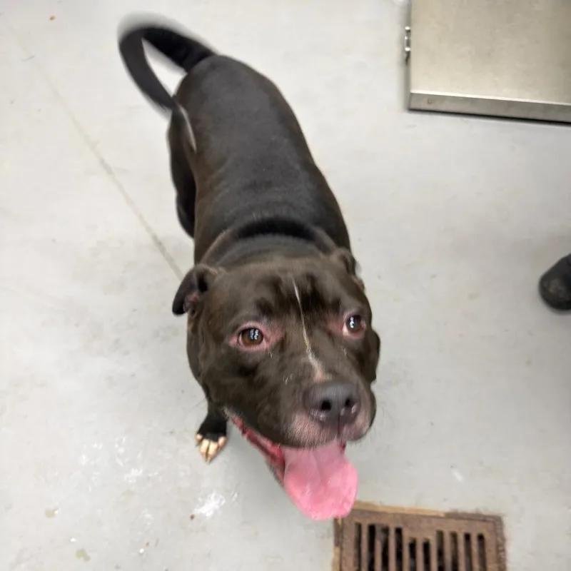An adult medium-sized male Black Mixed Breed dog named Deuce for adoption in Columbus, GA