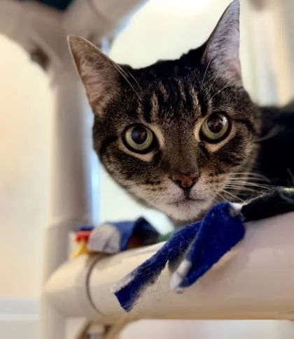 A senior small-sized female Domestic Short Hair cat named Tasslehoff for adoption in Bellevue, WA