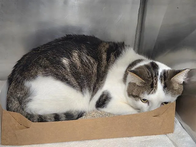 A young small-sized male Domestic Short Hair cat named Felix for adoption in Panama City, FL