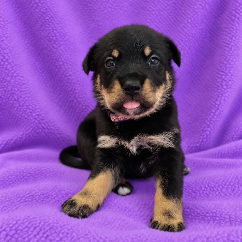 A baby medium-sized female German Shepherd Dog dog named Becca for adoption in St. Peters, MO