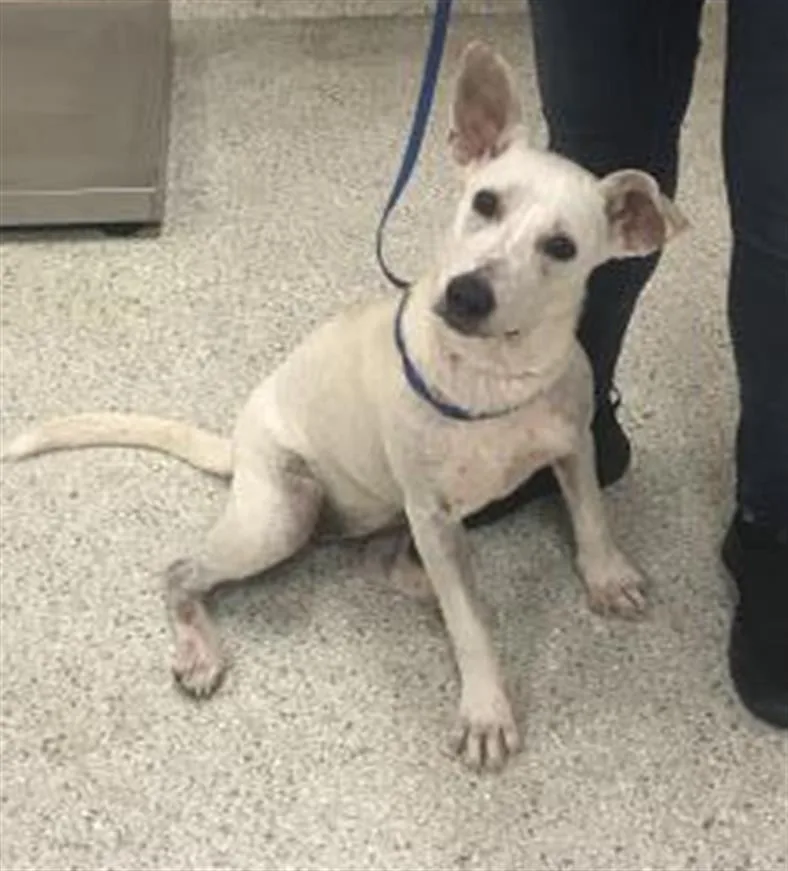 A young medium-sized female Australian Cattle Dog / Blue Heeler dog named A for adoption in Conroe, TX