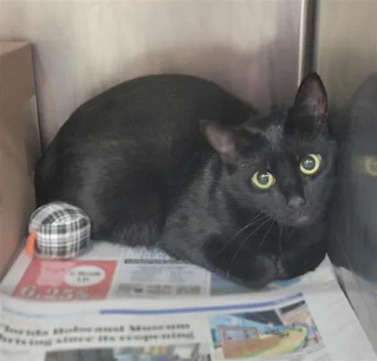 An adult small-sized female Domestic Short Hair cat named Baby Bear for adoption in Largo, FL