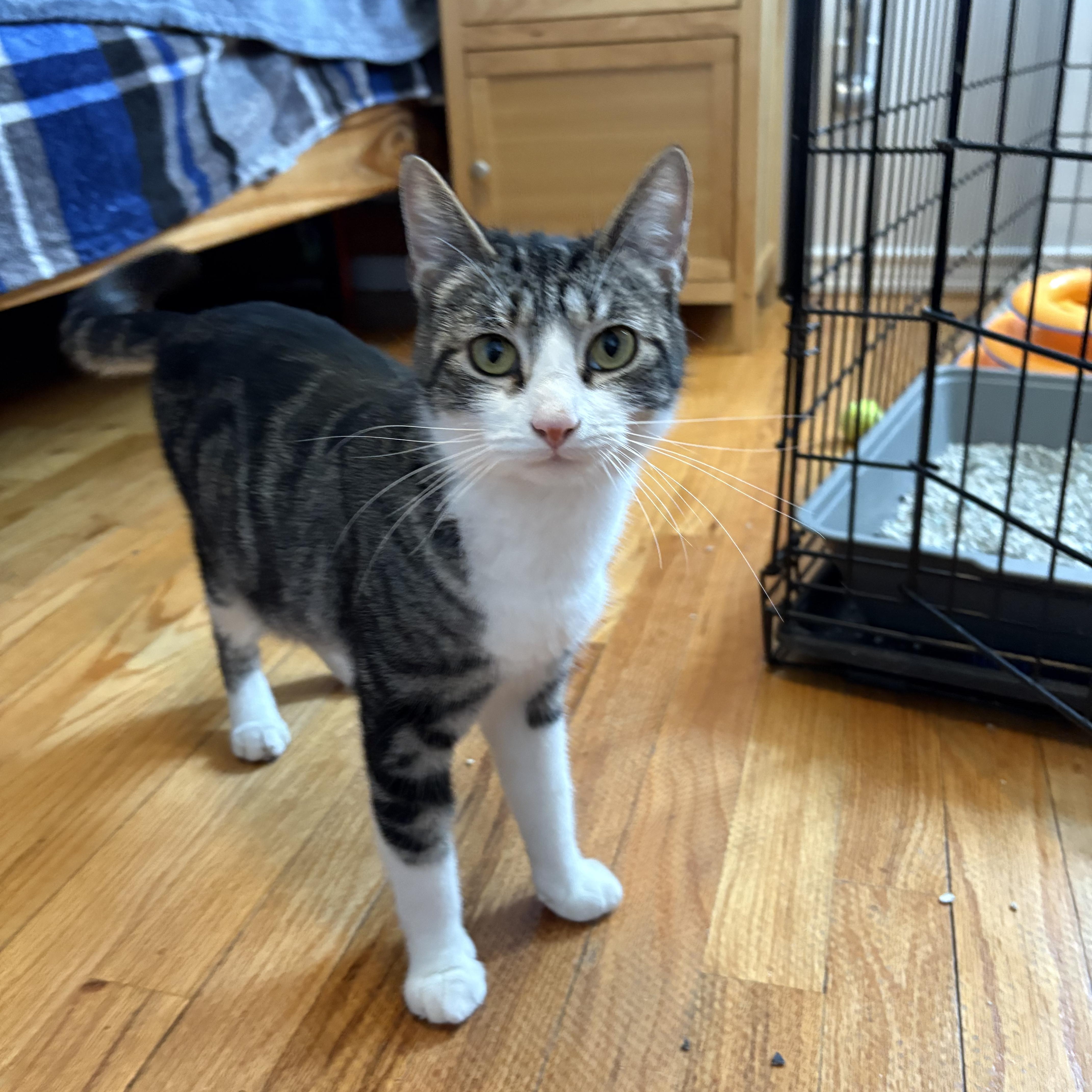 A young medium-sized female Tabby (Brown / Chocolate) Domestic Short Hair cat named Juva for adoption in Moriches, NY