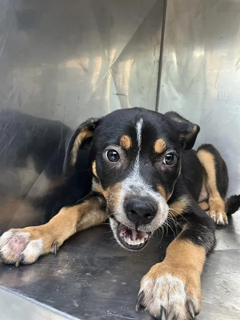 A baby medium-sized male Mixed Breed dog named Echo for adoption in Dallas, TX