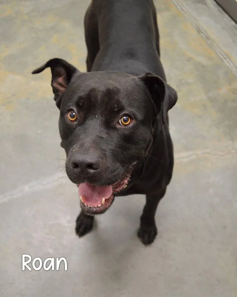 Roan
