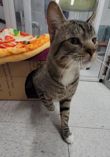 An adult medium-sized male Domestic Short Hair cat named Cadbury for adoption in Elmira, NY