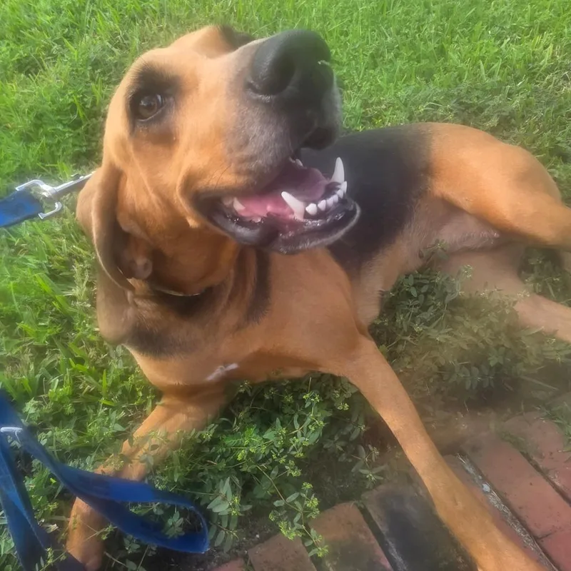 An adult large-sized female Black Hound dog named Daisy Dew for adoption in LOXAHATCHEE, FL