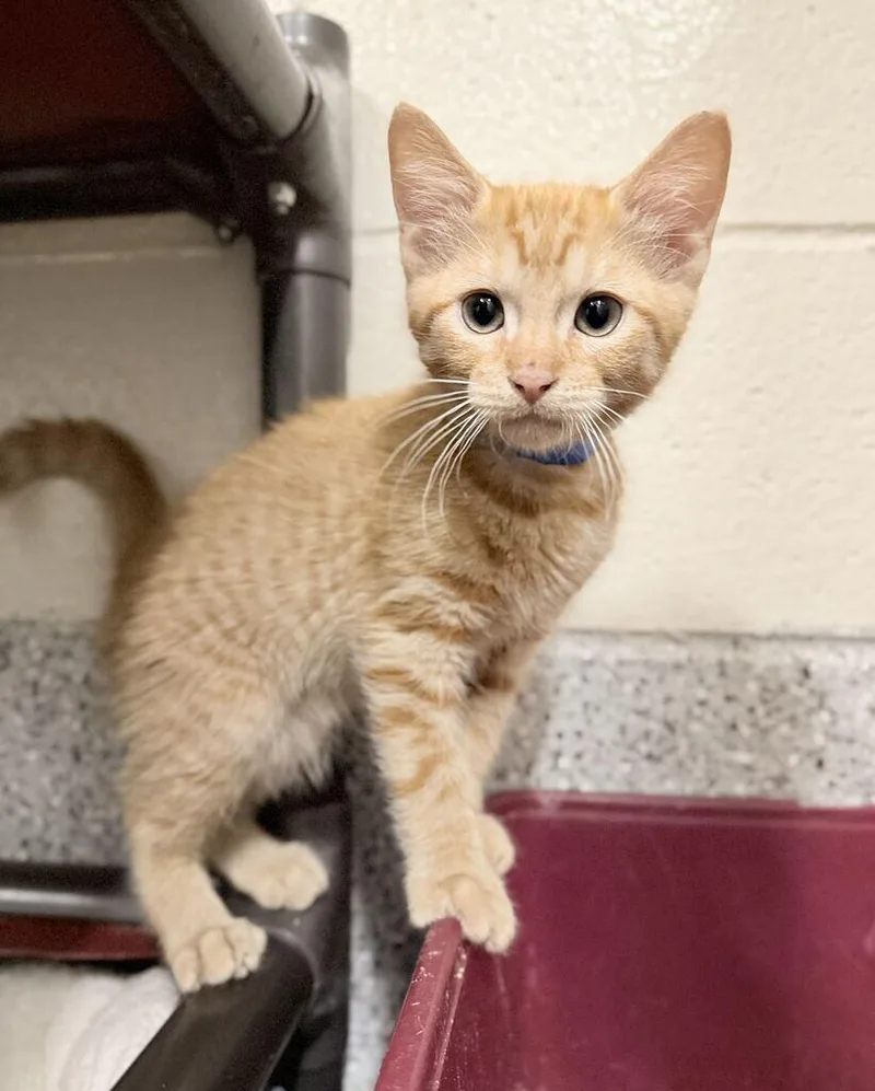 A baby small-sized male Orange / Red Domestic Short Hair cat named Lion for adoption in Fruit Heights, UT