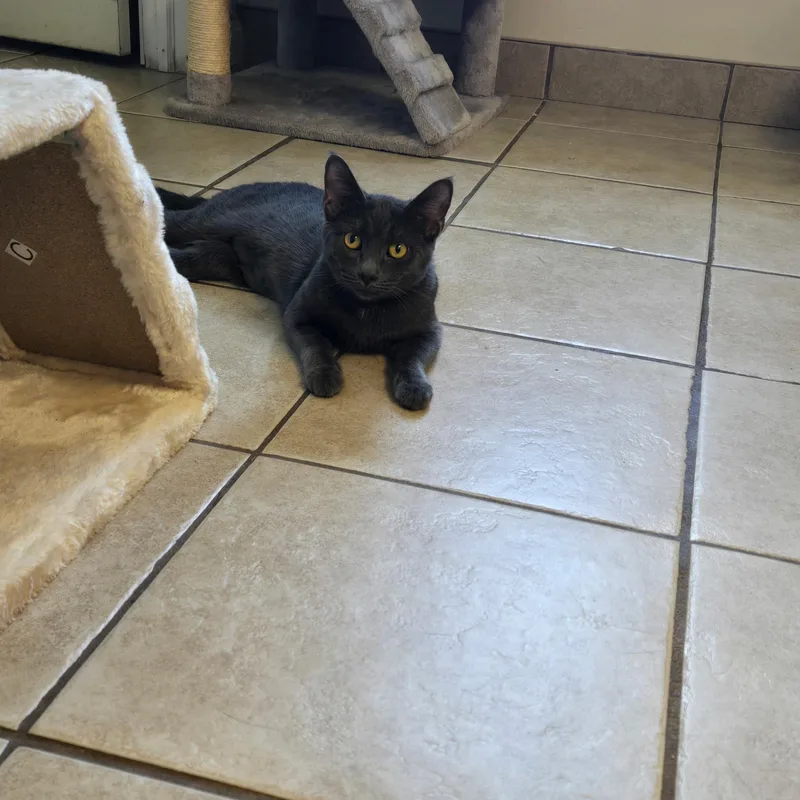A young medium-sized female Gray / Blue / Silver Domestic Short Hair cat named Venus for adoption in West Branch, MI