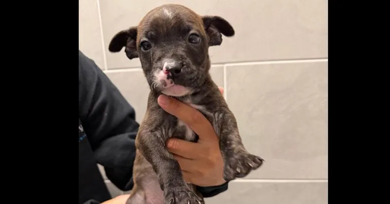 A baby medium-sized male Hound dog named Onyx for adoption in Youngsville, NC