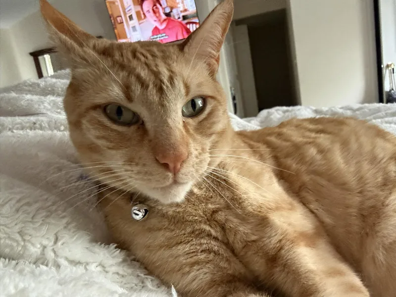 An adult large-sized male Domestic Short Hair cat named Leo for adoption in Enfield, CT