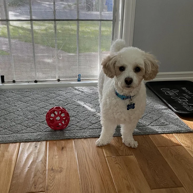 A senior small-sized male Poodle (Toy) dog named Teddy for adoption in Washoe Valley, NV