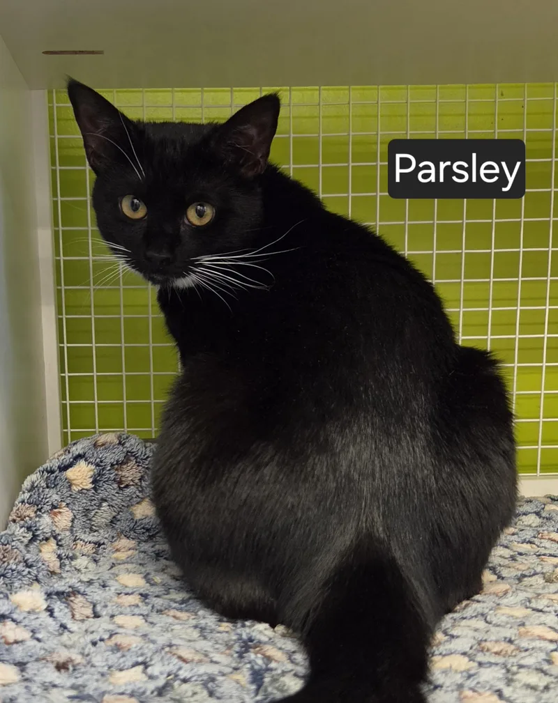 A baby medium-sized male Black & White / Tuxedo Domestic Short Hair cat named Parsley for adoption in Green Brook, NJ