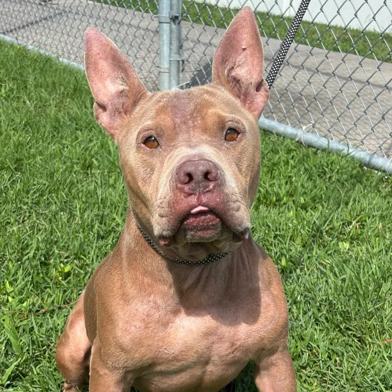 An adult medium-sized male Yellow / Tan / Blond / Fawn Pit Bull Terrier dog named Carmello for adoption in League City, TX