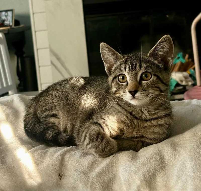 A baby medium-sized female Tabby (Brown / Chocolate) Domestic Short Hair cat named Shirley for adoption in Oceanside, CA