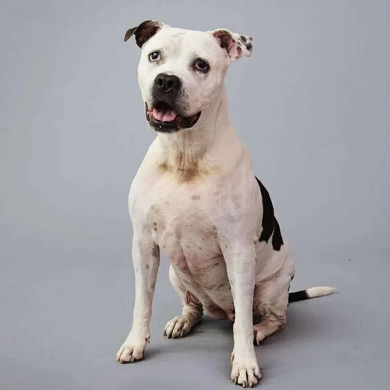 An adult large-sized female Pit Bull Terrier dog named Lilly Claire for adoption in Long Island City, NY