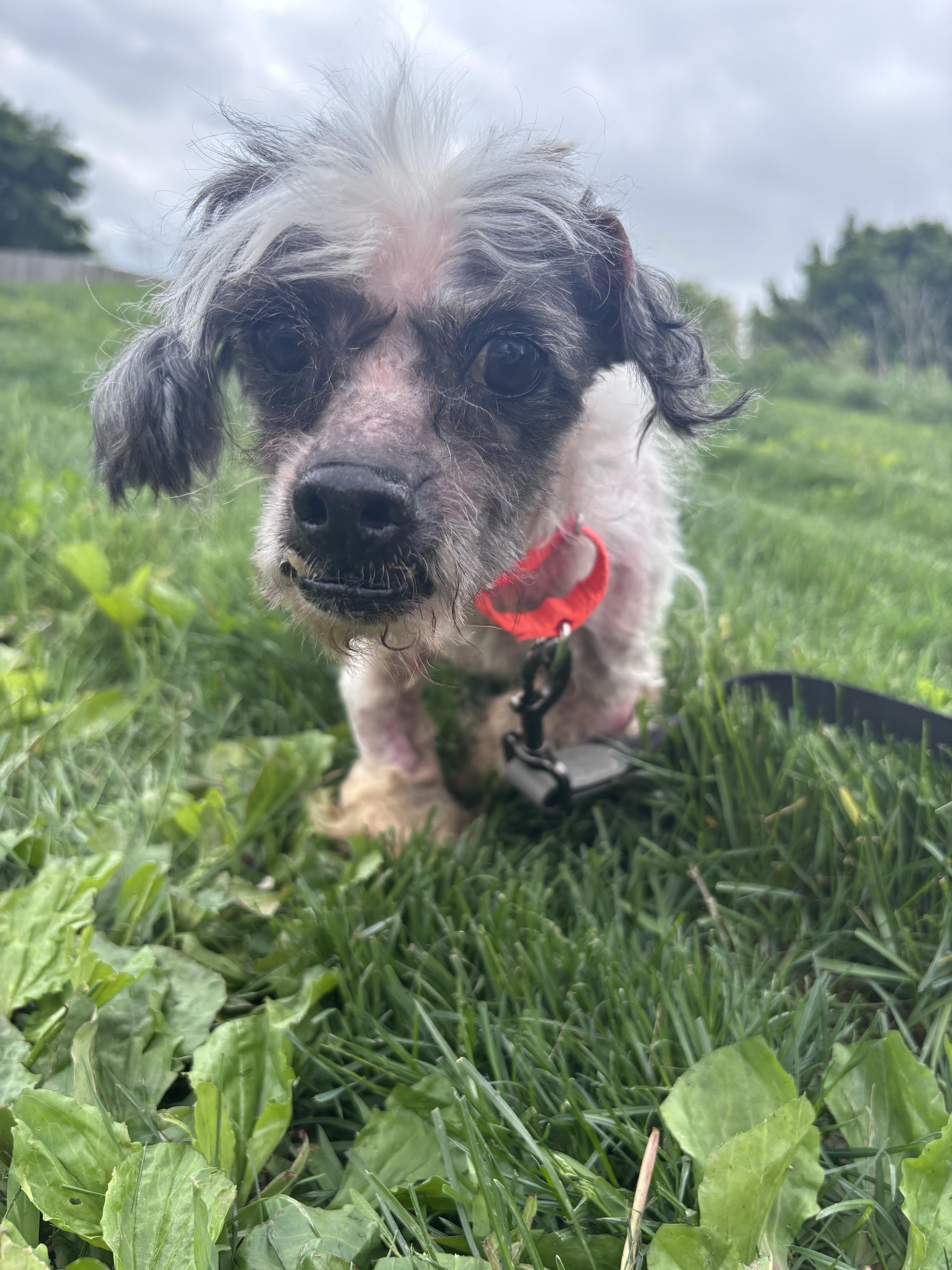 An adult small-sized male Black Poodle dog named Frankie for adoption in Whitestown, IN