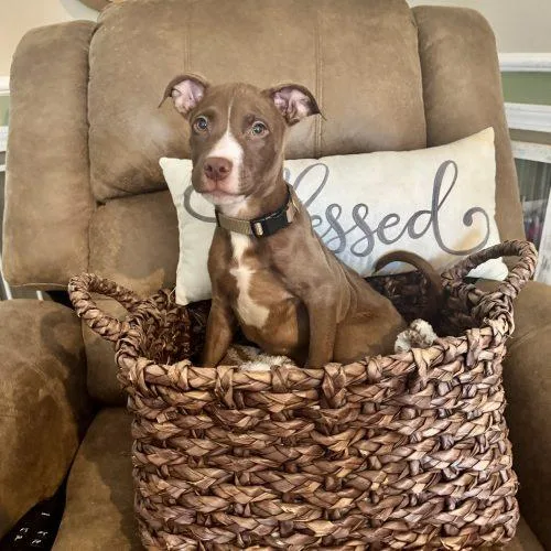 A baby medium-sized male Red / Chestnut / Orange Pit Bull Terrier dog named Billy for adoption in Georgetown, KY