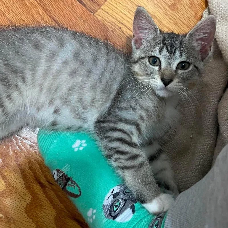 A baby small-sized female Brown / Chocolate Domestic Short Hair cat named Simone for adoption in Plainfield, IL