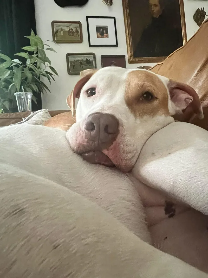 Pickles thumbnail 3