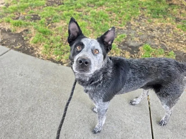 An adult medium-sized male Australian Cattle Dog / Blue Heeler dog named Pepper for adoption in Antioch, CA