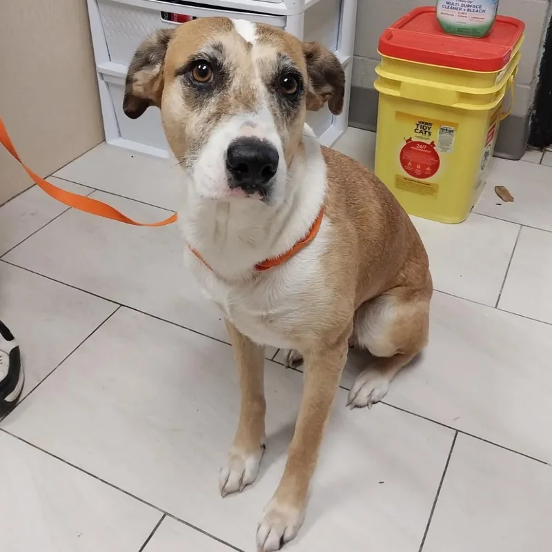 An adult medium-sized female Red / Chestnut / Orange Mixed Breed dog named Pumpkin Pie for adoption in Lufkin, TX