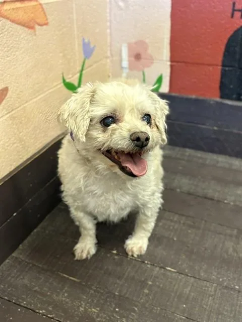 A senior small-sized male Terrier dog named Butter for adoption in Castaic, CA