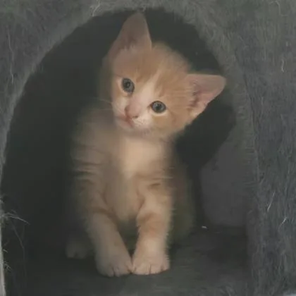 A baby small-sized male Domestic Short Hair cat named Busker for adoption in Verona, WI