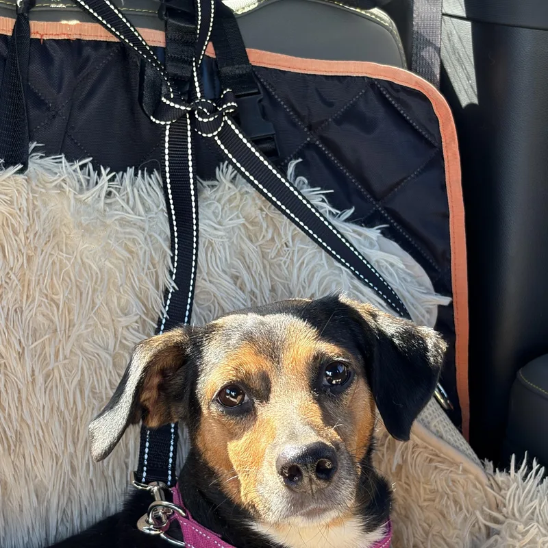 A young small-sized female Mixed Breed dog named Farrah for adoption in Thibodaux, LA